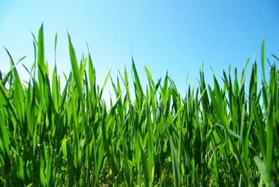 Voss Lawn And Landscape LLC - Photo 2