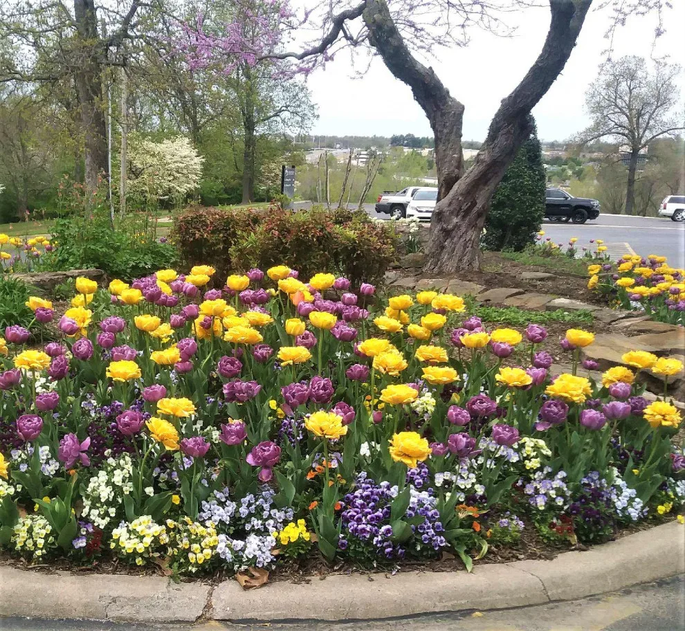 Colonial Hills - Photo 12