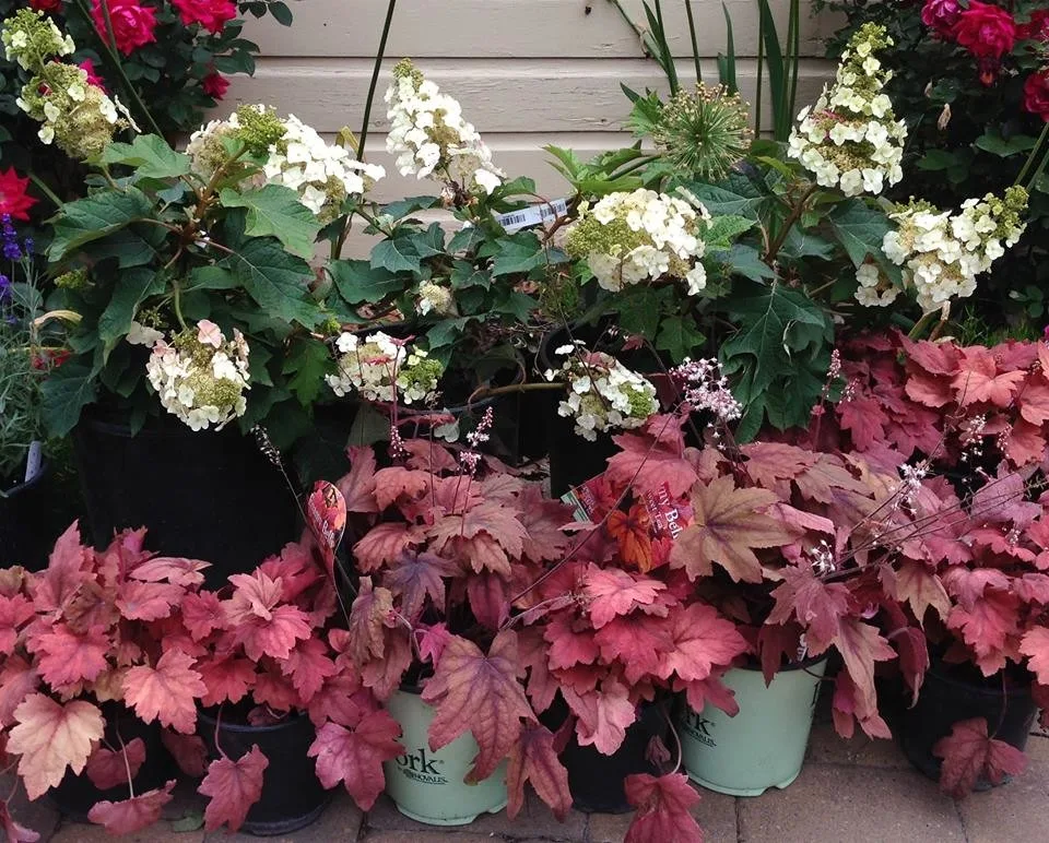 Our Efforts by Three Dogs & A Girl Garden Design - Photo 4