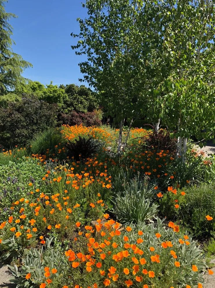 Terra Linda Artist's Garden by Gardens & Gables - Photo 12