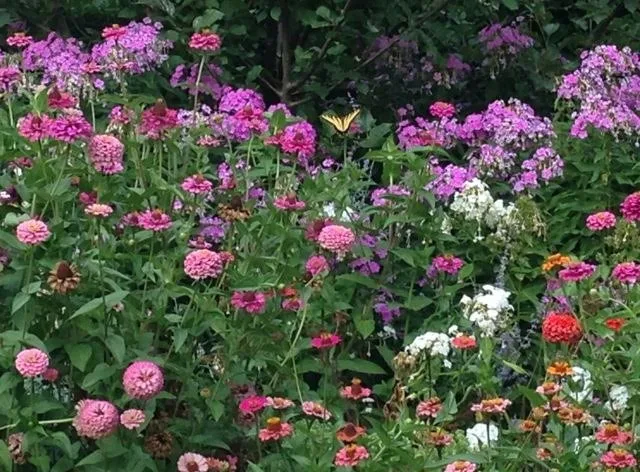 Entice Butterflies into Your Garden by Three Dogs & A Girl Garden Design - Photo 3