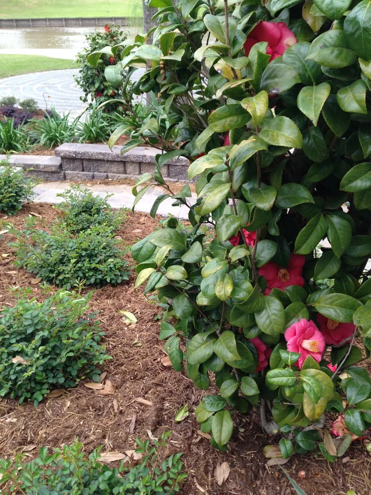 Rear Landscapes by All Seasons Nursery & Landscaping, LLC. - Photo 32