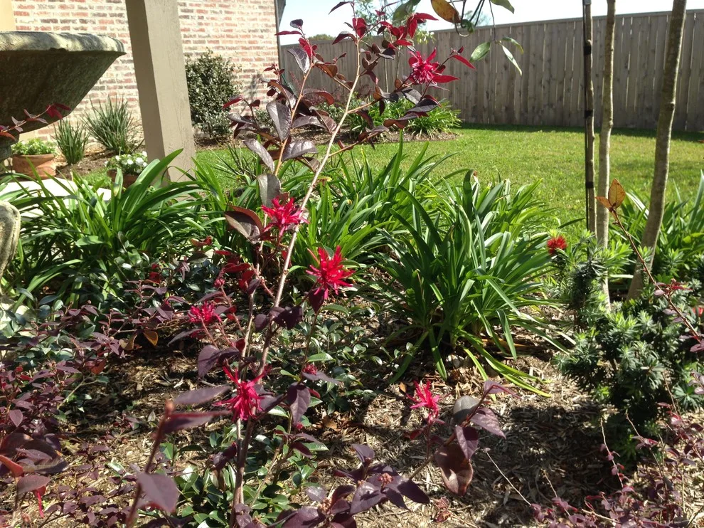 Rear Landscapes by All Seasons Nursery & Landscaping, LLC. - Photo 3