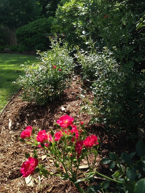 Rear Landscapes by All Seasons Nursery & Landscaping, LLC. - Photo 67