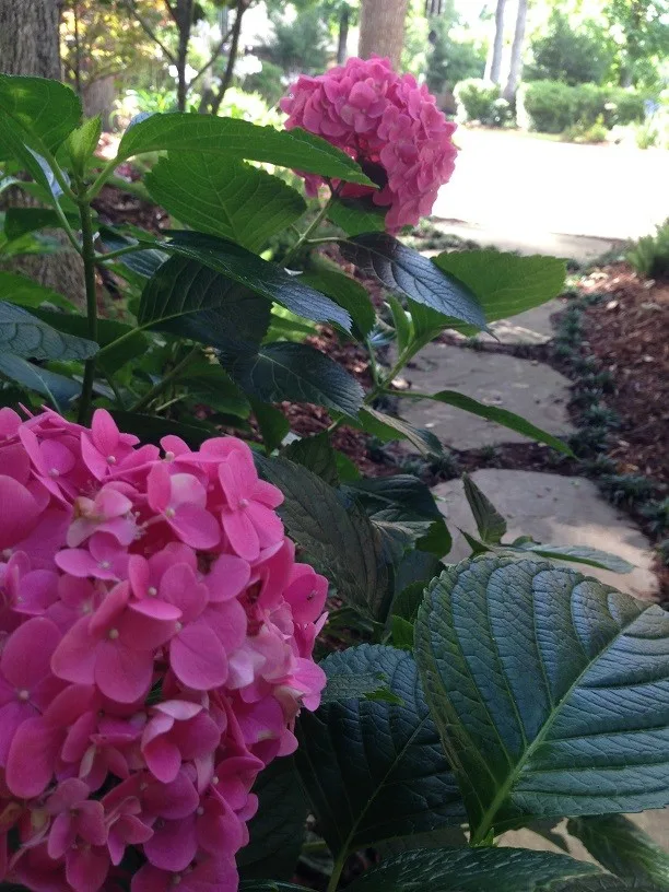 Rear Landscapes by All Seasons Nursery & Landscaping, LLC. - Photo 27