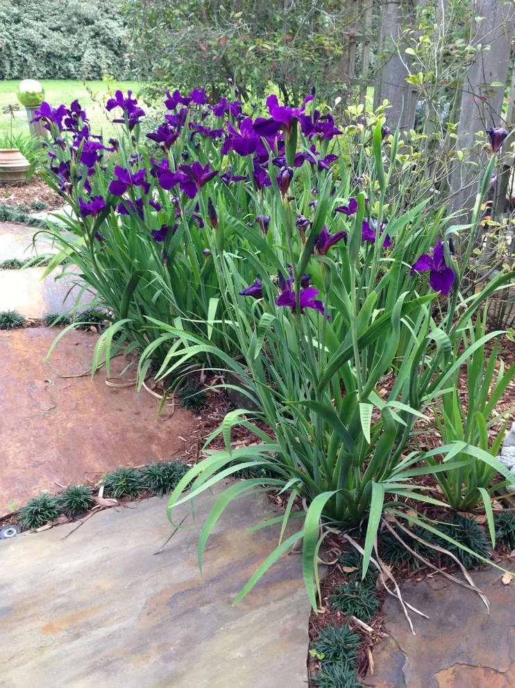 Rear Landscapes by All Seasons Nursery & Landscaping, LLC. - Photo 54