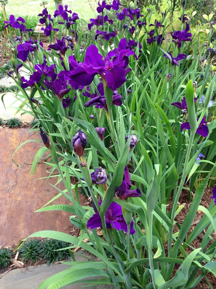 Rear Landscapes by All Seasons Nursery & Landscaping, LLC. - Photo 6