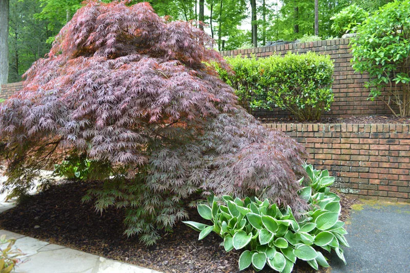Promier Landscapes - Photo 11
