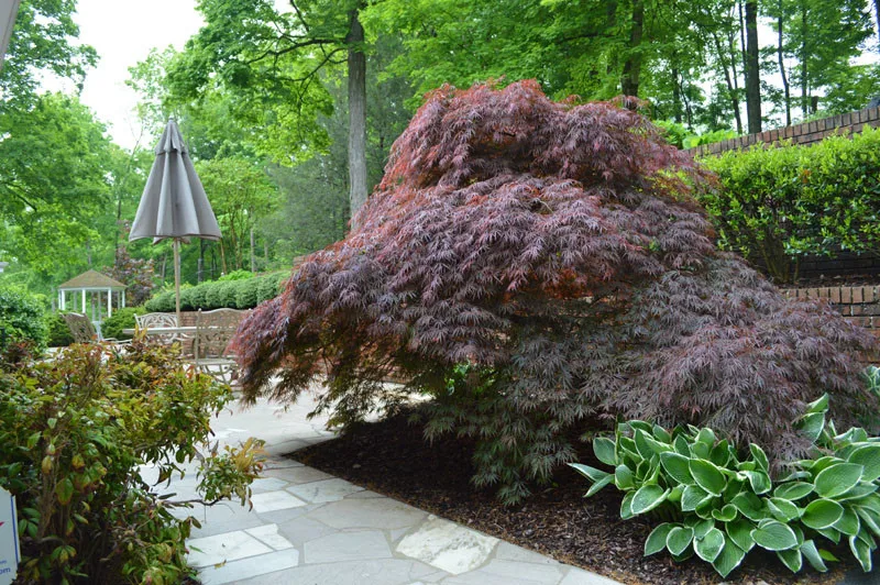 Garden Landscape Initiative by Promier Landscapes - Photo 7