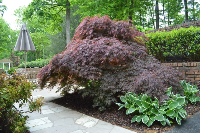 Garden Landscape Initiative by Promier Landscapes - Photo 5