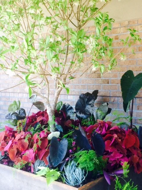 Vibrant Spring and Summer Container Gardens by Colonial Hills - Photo 11