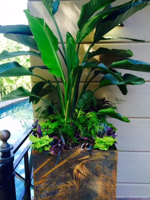 Vibrant Spring and Summer Container Gardens by Colonial Hills - Photo 23
