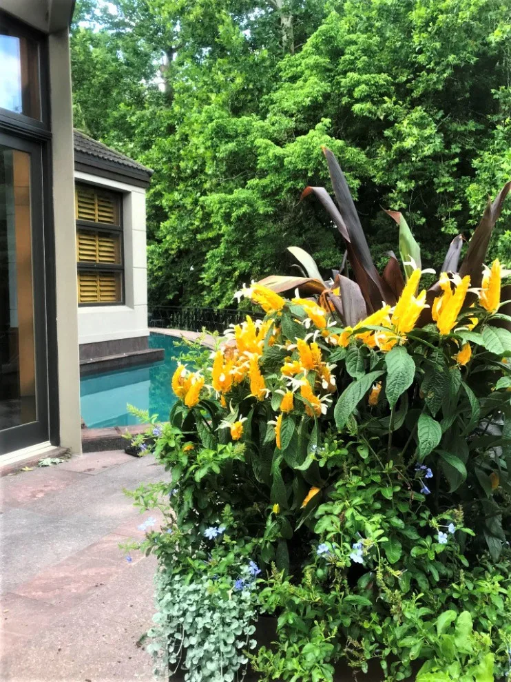 Vibrant Spring and Summer Container Gardens by Colonial Hills - Photo 26
