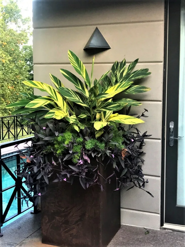 Vibrant Spring and Summer Container Gardens by Colonial Hills - Photo 12