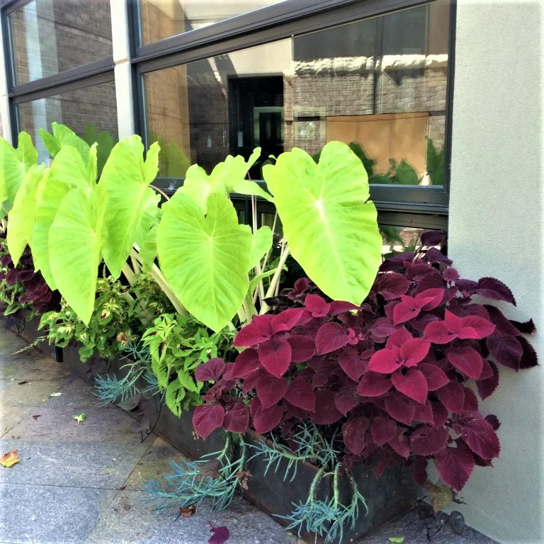Vibrant Spring and Summer Container Gardens by Colonial Hills - Photo 19
