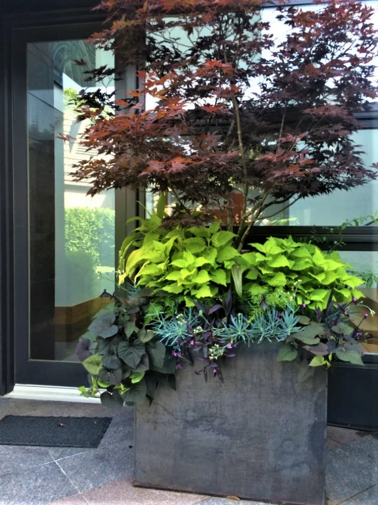 Vibrant Spring and Summer Container Gardens by Colonial Hills - Photo 13