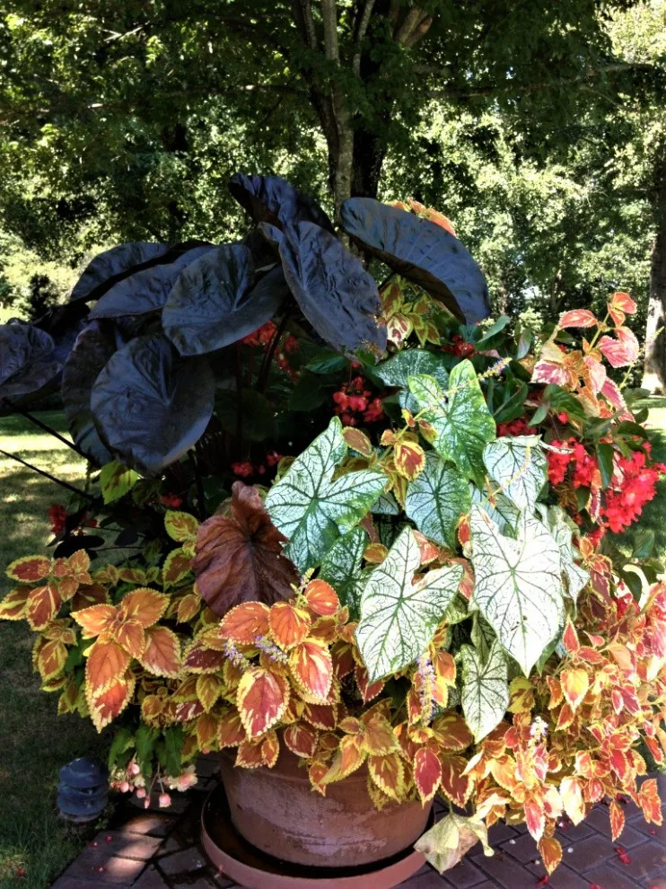 Vibrant Spring and Summer Container Gardens by Colonial Hills - Photo 5