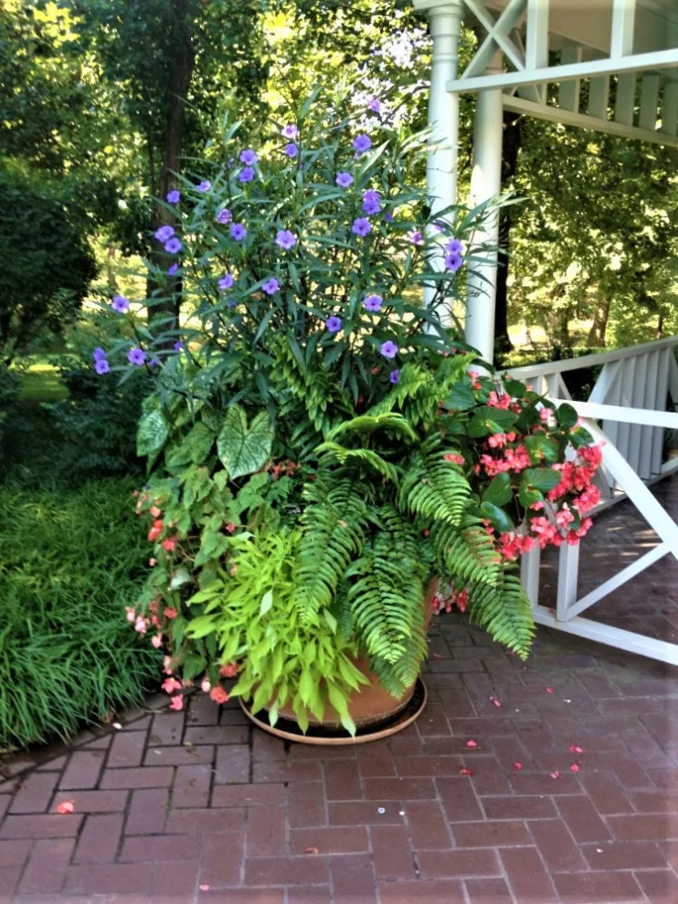 Vibrant Spring and Summer Container Gardens by Colonial Hills - Photo 21