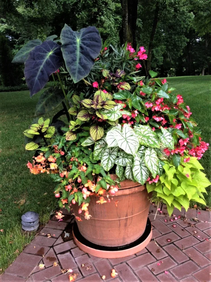 Vibrant Spring and Summer Container Gardens by Colonial Hills - Photo 9