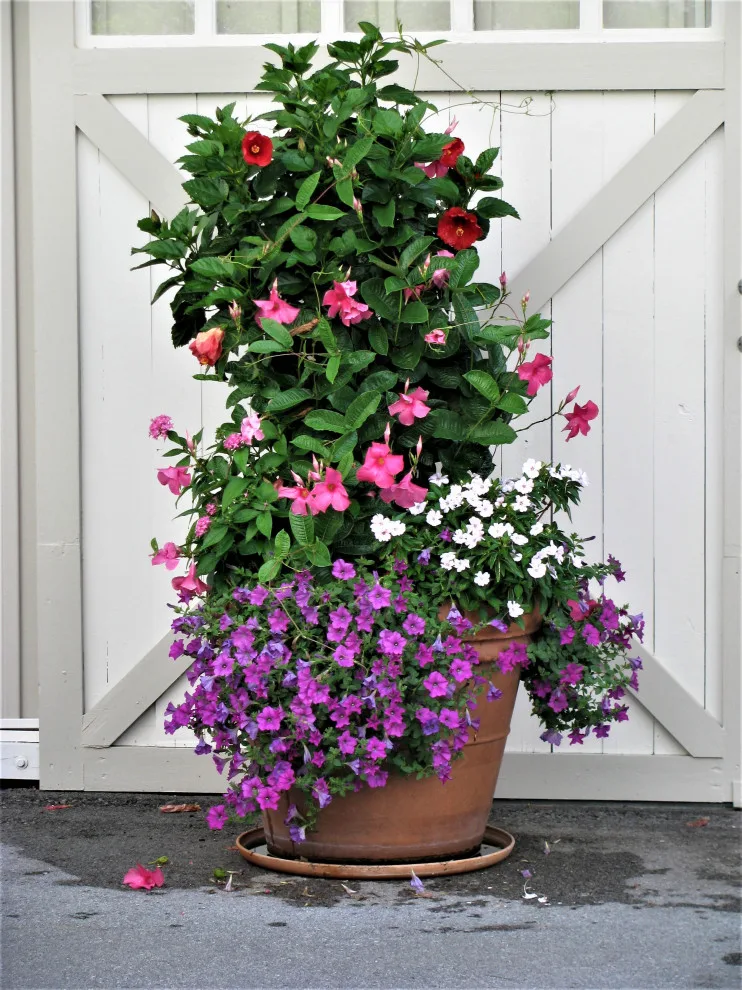 Vibrant Spring and Summer Container Gardens by Colonial Hills - Photo 17