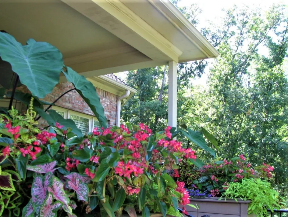 Vibrant Spring and Summer Container Gardens by Colonial Hills - Photo 4