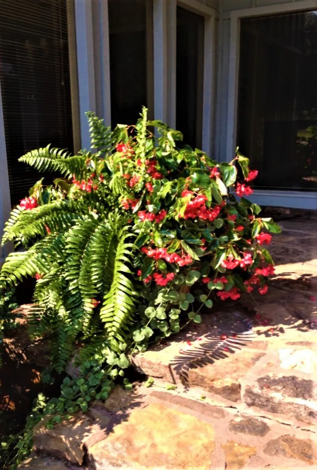 Vibrant Spring and Summer Container Gardens by Colonial Hills - Photo 8