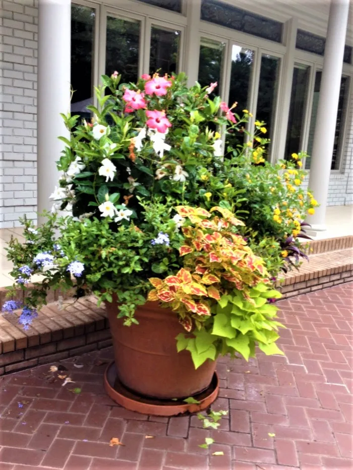 Vibrant Spring and Summer Container Gardens by Colonial Hills - Photo 14