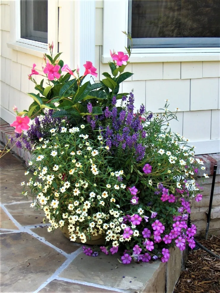 Vibrant Spring and Summer Container Gardens by Colonial Hills - Photo 24