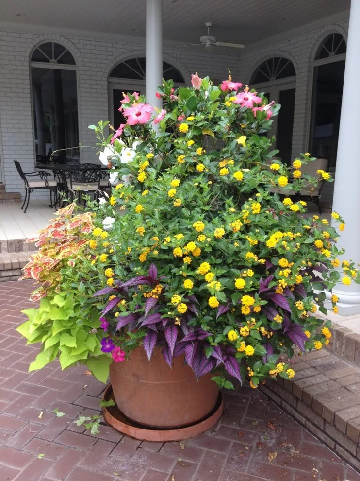 Vibrant Spring and Summer Container Gardens by Colonial Hills - Photo 7