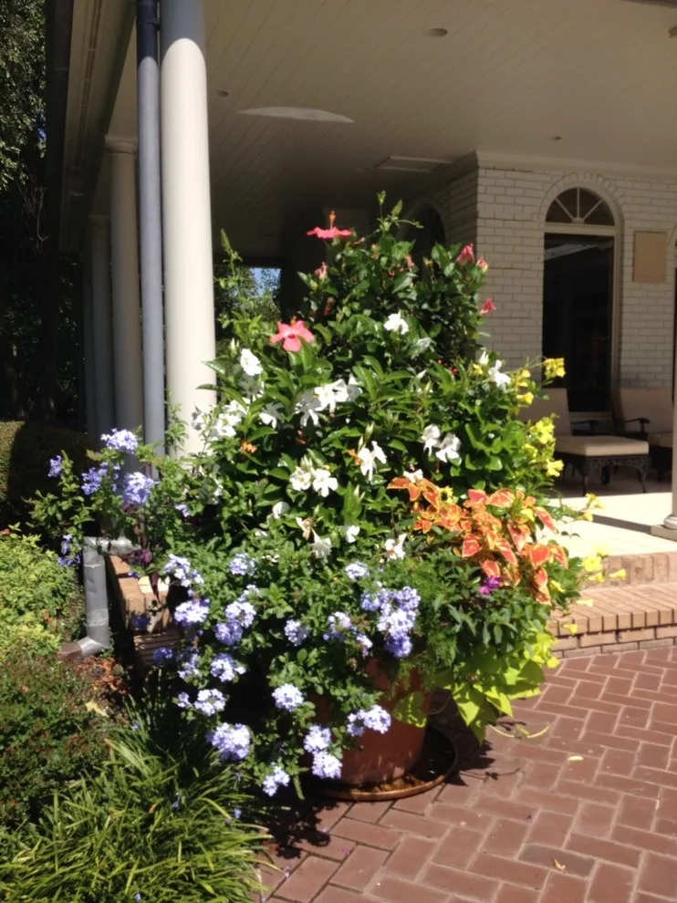 Vibrant Spring and Summer Container Gardens by Colonial Hills - Photo 10