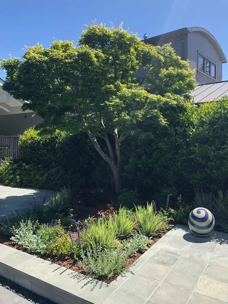 Belvedere Lagoon Garden Revitalization by Gardens & Gables - Photo 7
