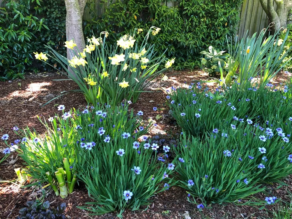 Belvedere Lagoon Garden Revitalization by Gardens & Gables - Photo 5