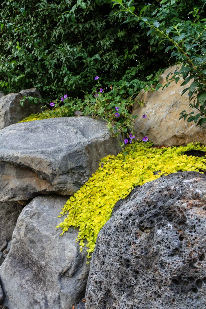 Canon Hill Entranceway by Pacific Garden Design - Photo 20