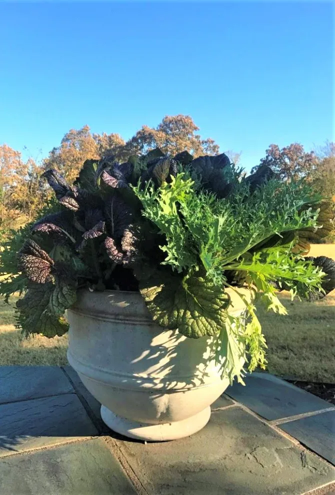 Seasonal Container Gardening: Fall and Winter by Colonial Hills - Photo 8