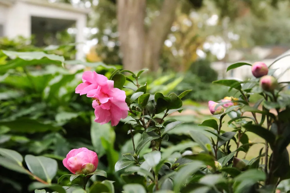 Graycheck Gardens, LLC - Photo 4