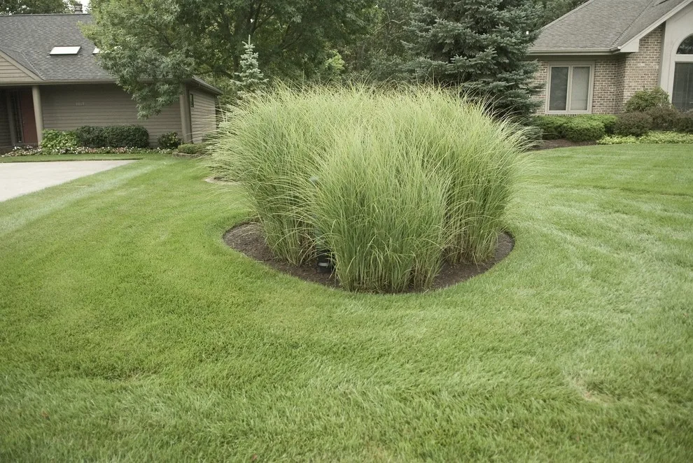 Exhibition by Rozelle Lawn & Landscape - Photo 6