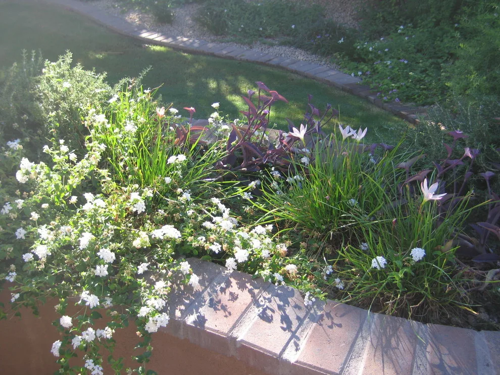 Joyful Unity! Vibrant Desert Plant Pairings by Living Rooms Landscape Design - Photo 9