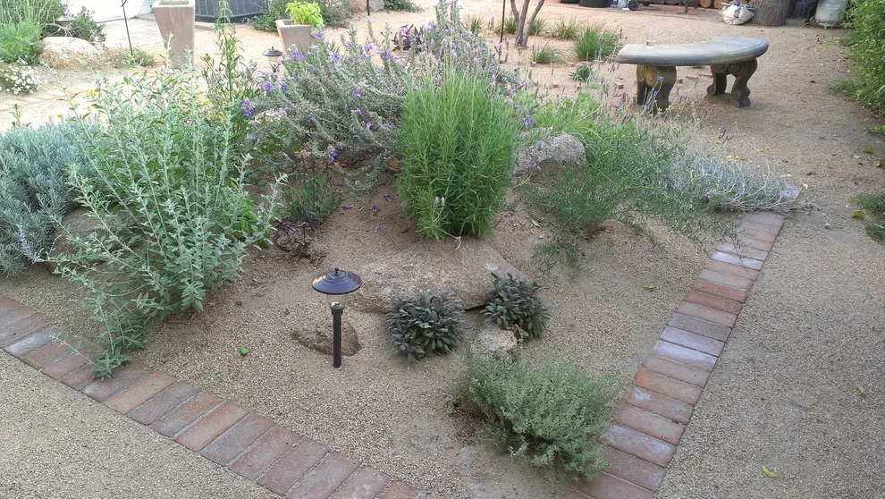Joyful Unity! Vibrant Desert Plant Pairings by Living Rooms Landscape Design - Photo 3