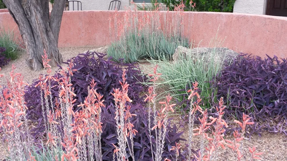 Joyful Unity! Vibrant Desert Plant Pairings by Living Rooms Landscape Design - Photo 5