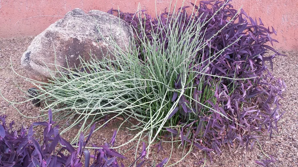 Joyful Unity! Vibrant Desert Plant Pairings by Living Rooms Landscape Design - Photo 2