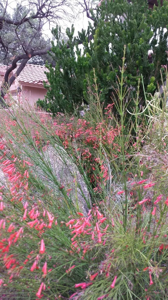 Joyful Unity! Vibrant Desert Plant Pairings by Living Rooms Landscape Design - Photo 8