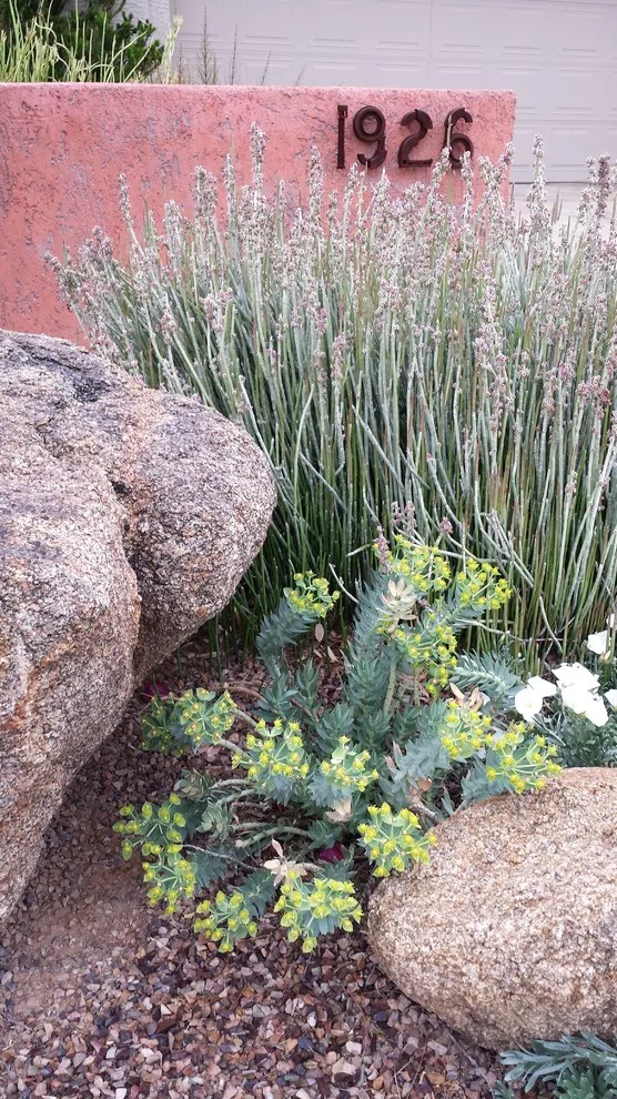 Joyful Unity! Vibrant Desert Plant Pairings by Living Rooms Landscape Design - Photo 11