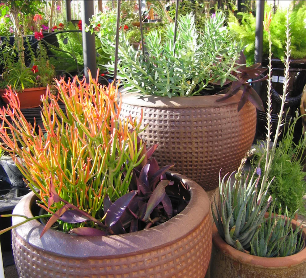 Joyful Unity! Vibrant Desert Plant Pairings by Living Rooms Landscape Design - Photo 6