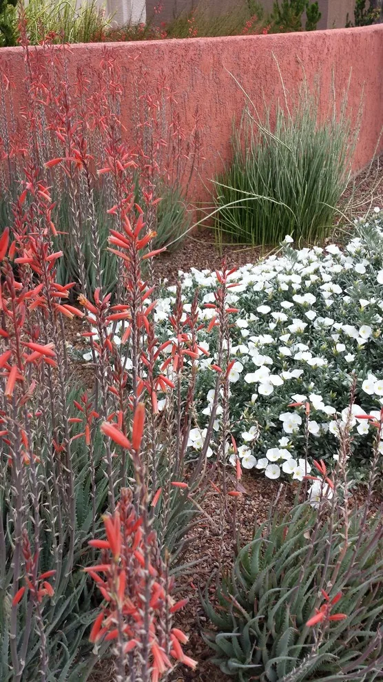Desert Flora and Lime Wash Stucco by Living Rooms Landscape Design - Photo 5