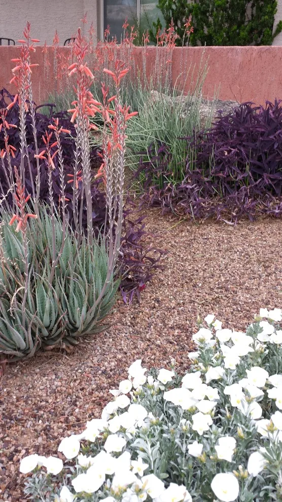 Desert Flora and Lime Wash Stucco by Living Rooms Landscape Design - Photo 4