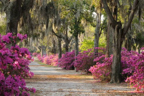 Lowcountry Vistas Native Landscape Design - Photo 2