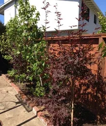 Lovely Little Plants - Photo 6