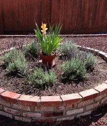 Lovely Little Plants - Photo 5