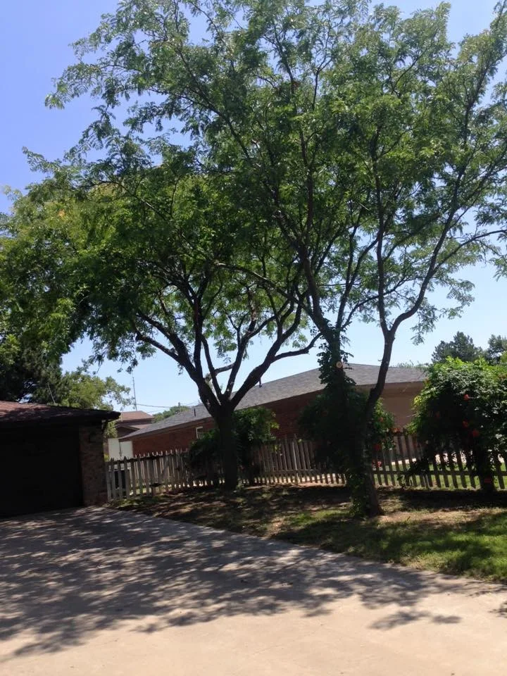 Master's Tree Care & Landscaping - Photo 2