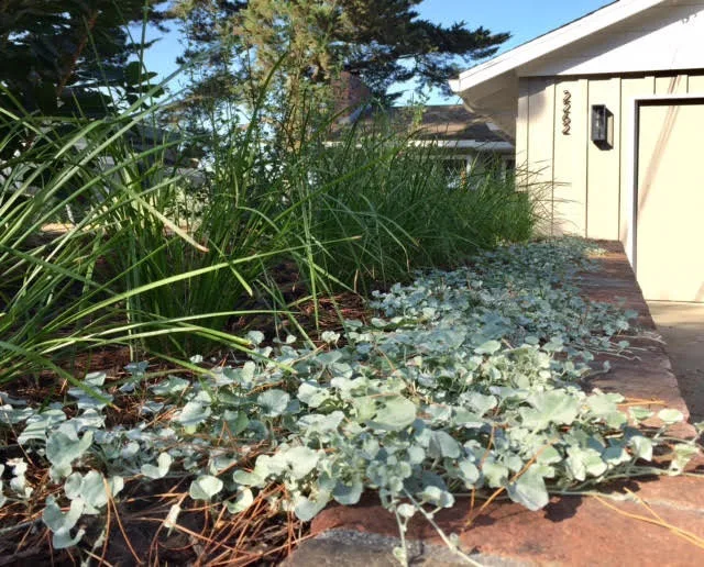 Mid-century Cottage by Haven Home And Garden Design - Photo 8